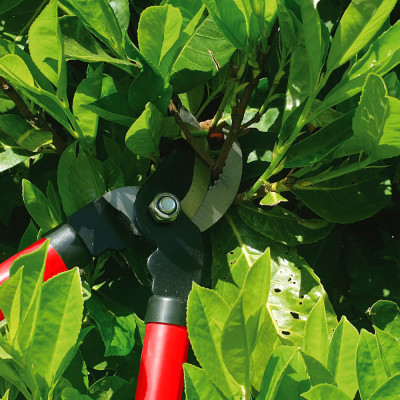 MERMIER Ebrancheur 55cm